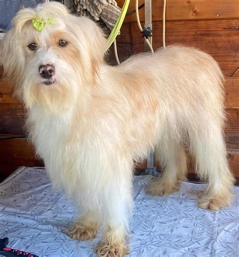 friends indeed dog rescue|Founded in 2018, this .